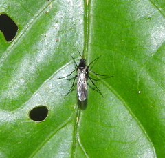Pterygota