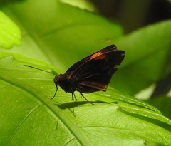 Ancistroides armatus