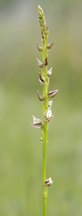 Prasophyllum australe