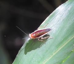 Pseudophyllodromia laticeps