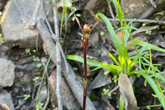 Chiloglottis trapeziformis