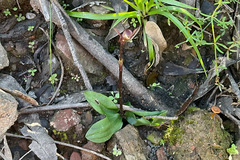 Chiloglottis trapeziformis