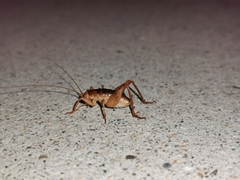 Ceuthophilus vicinus