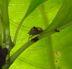 Paracritheus trimaculatus