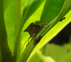 Paracritheus trimaculatus