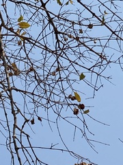 Combretum apiculatum