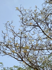 Diospyros mespiliformis