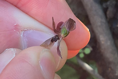Chiloglottis trapeziformis