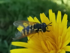 Chrysotoxum festivum