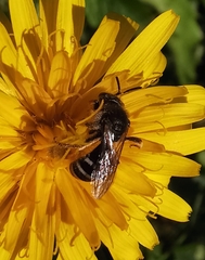 Chrysotoxum festivum