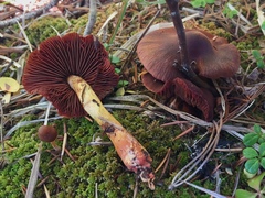 Cortinarius smithii