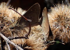 Gegenes pumilio gambica