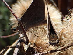Gegenes pumilio gambica