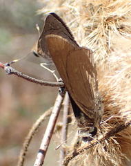 Gegenes pumilio gambica