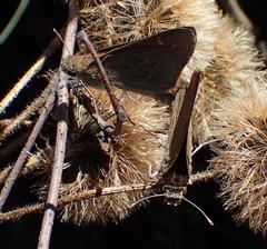 Gegenes pumilio gambica