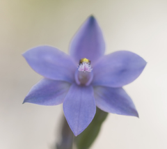 Thelymitra juncifolia