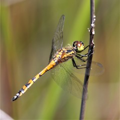 Austrothemis nigrescens