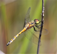 Austrothemis nigrescens