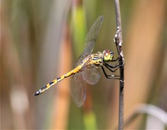 Austrothemis nigrescens