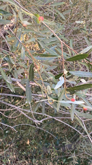 Euura californica