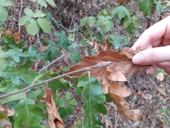 Pseudoneuroterus macropterus