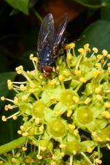 Calliphora