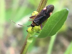 Adelphocoris rapidus