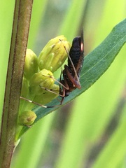Adelphocoris rapidus
