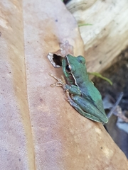 Ranoidea pearsoniana