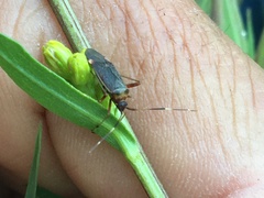Adelphocoris rapidus