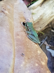 Ranoidea pearsoniana