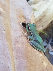 Ranoidea pearsoniana