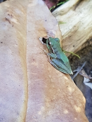 Ranoidea pearsoniana