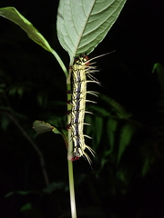 Dudusa synopla