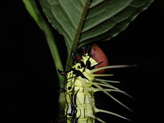 Dudusa synopla