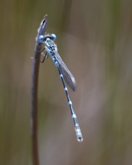 Austrolestes minjerriba