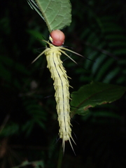 Dudusa synopla