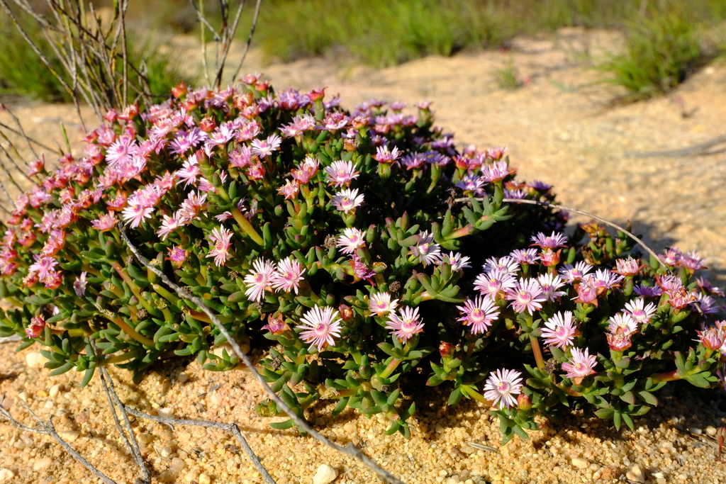 Phiambolia unca