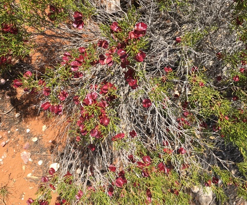 Image of Dodonaea stenozyga by (c) Paul Coddington, some rights reserved (CC BY)