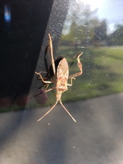 Leptoglossus occidentalis