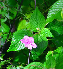 Impatiens sylvicola