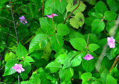 Impatiens sylvicola