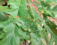 Janetia cerris
