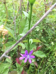 Triodanis perfoliata