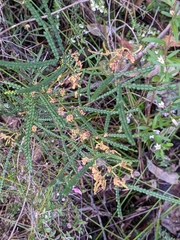Acacia pentadenia