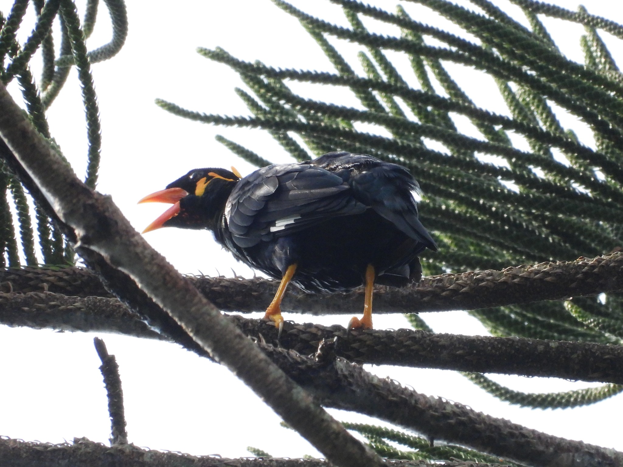 Common Hill Myna