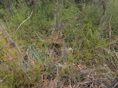 Dianella prunina