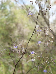 Dianella prunina