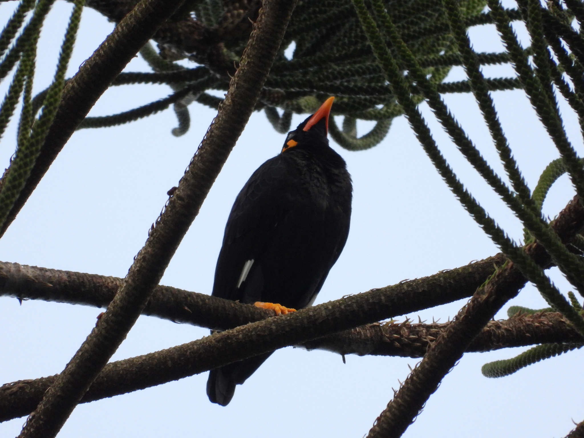 Common Hill Myna