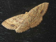 Casbia melanops
